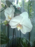 dva cvjeta orhidea